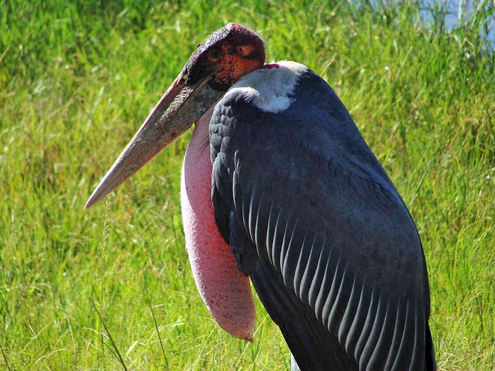 Afrikanischer Marabu