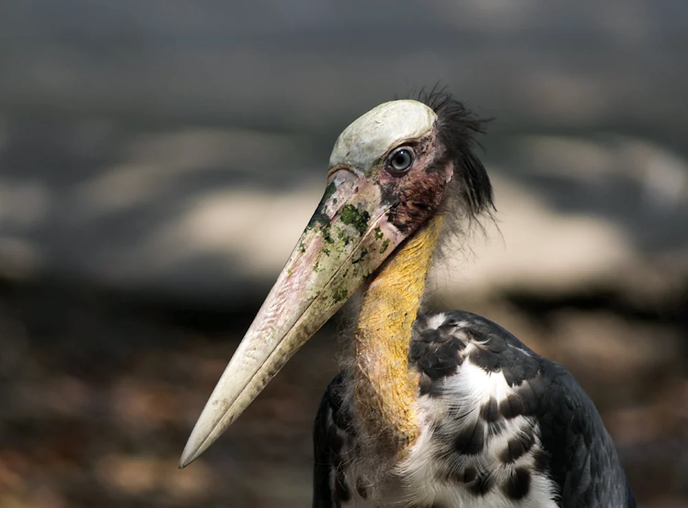 Afrikanischer Marabu
