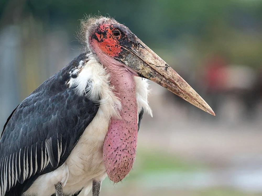 Afrikanischer Marabu