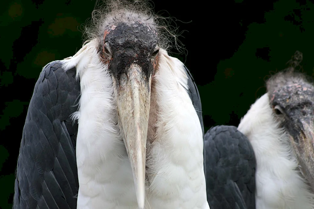 Afrikanischer Marabu