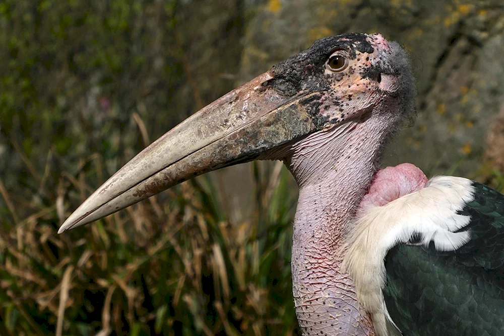 Afrikanischer Marabu
