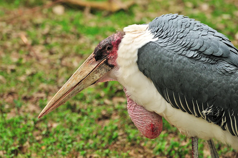 Afrikanischer Schwarzer Marabu