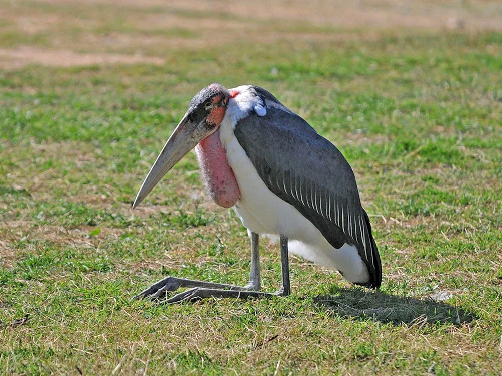 Afrikanischer Marabu