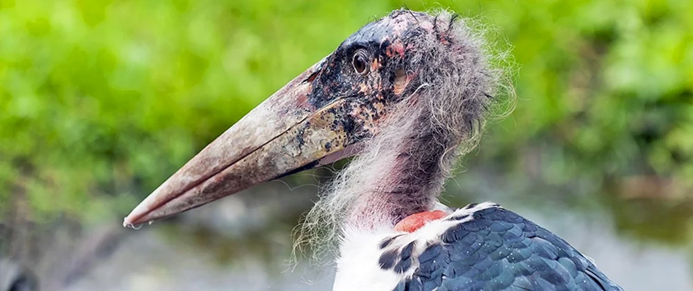 Afrikanischer Marabu