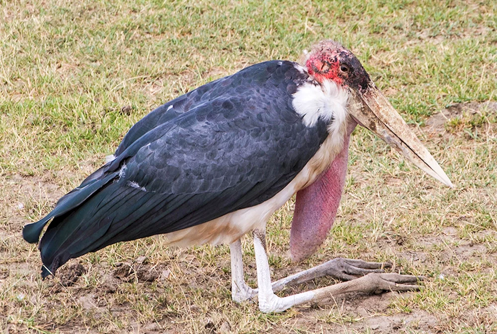 Afrikanischer Marabu