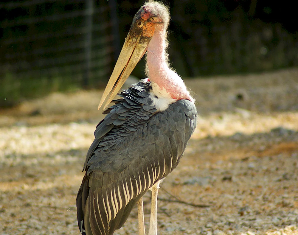Afrikanischer Marabu