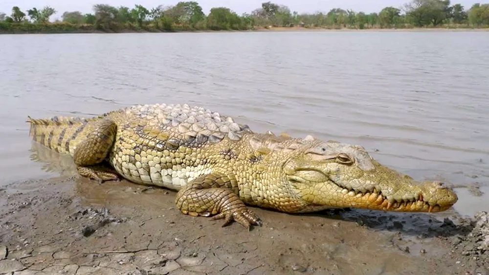 Afrikanisches Nilkrokodil