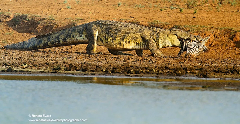 Nilkrokodil
