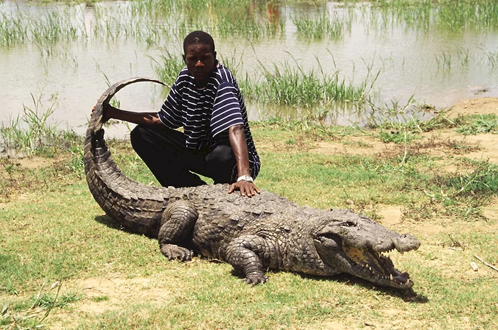 Nilkrokodil Krokodil