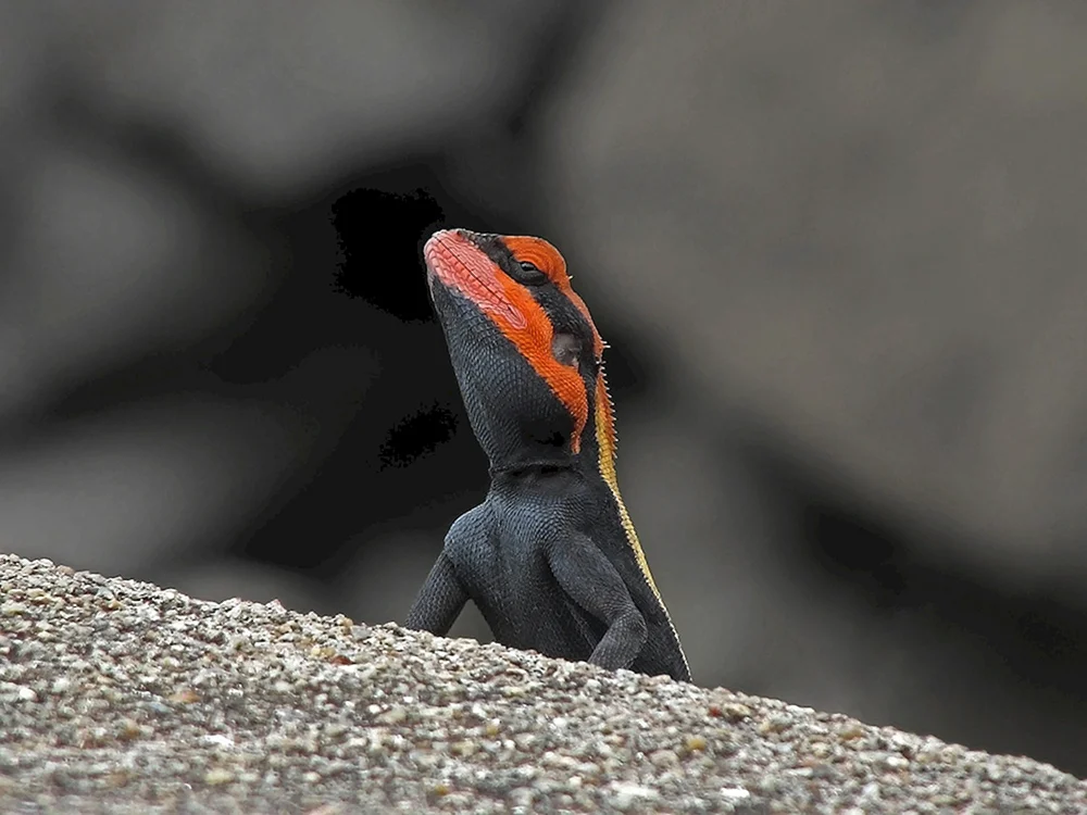 Iguana Stachelschwanz schwarz