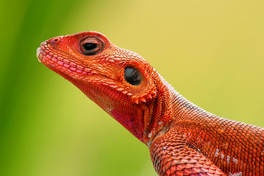 Agama Eidechse orange