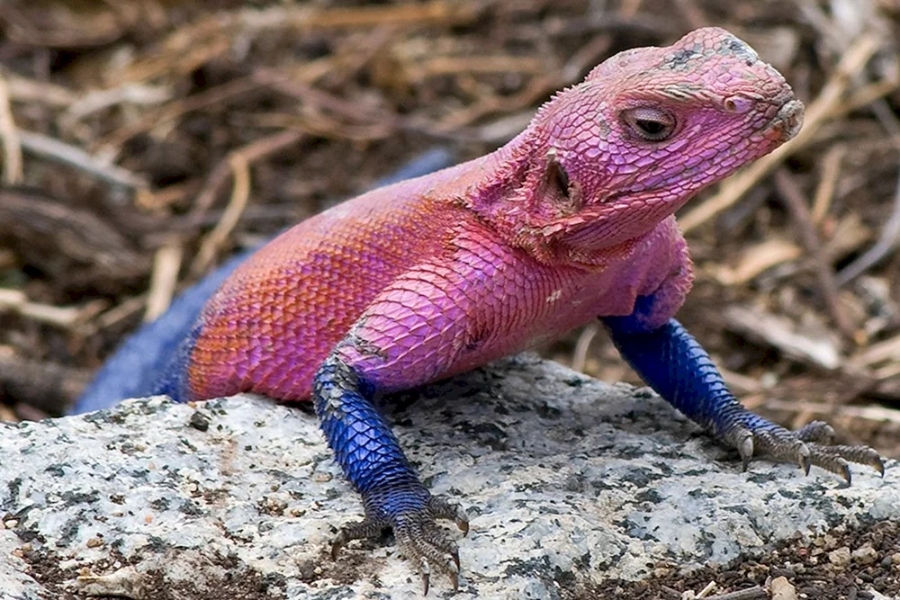 Agama Mwanza