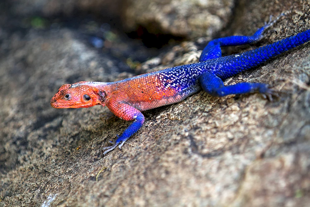 Agama Mwanza