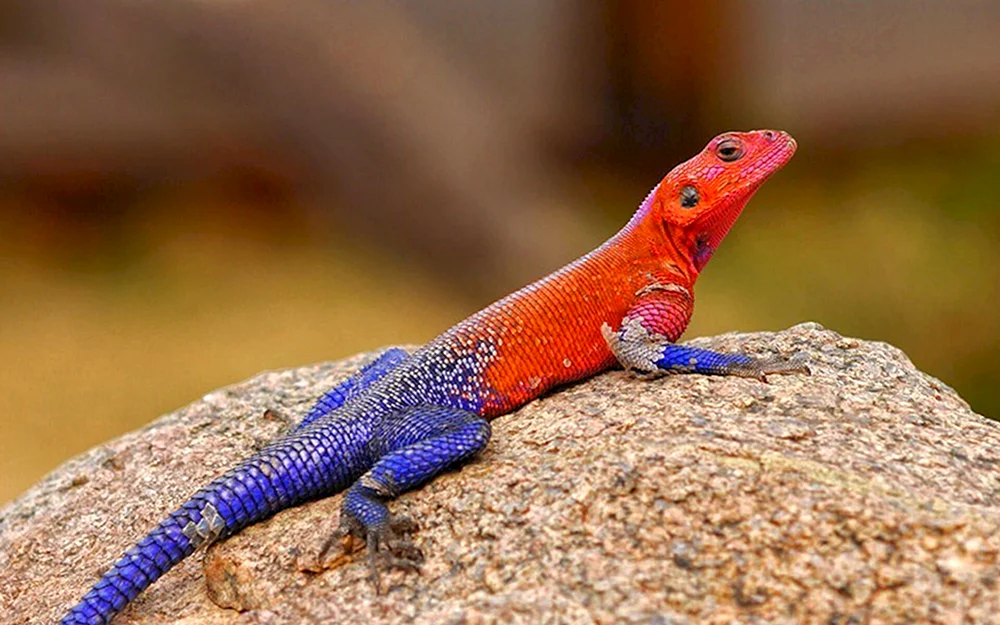Leguan. anolis