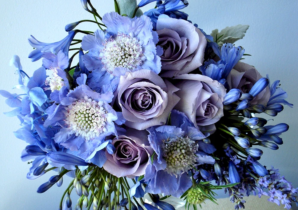 Schöne Rosen