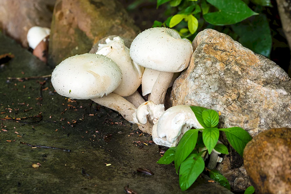 Agaricus Pilz