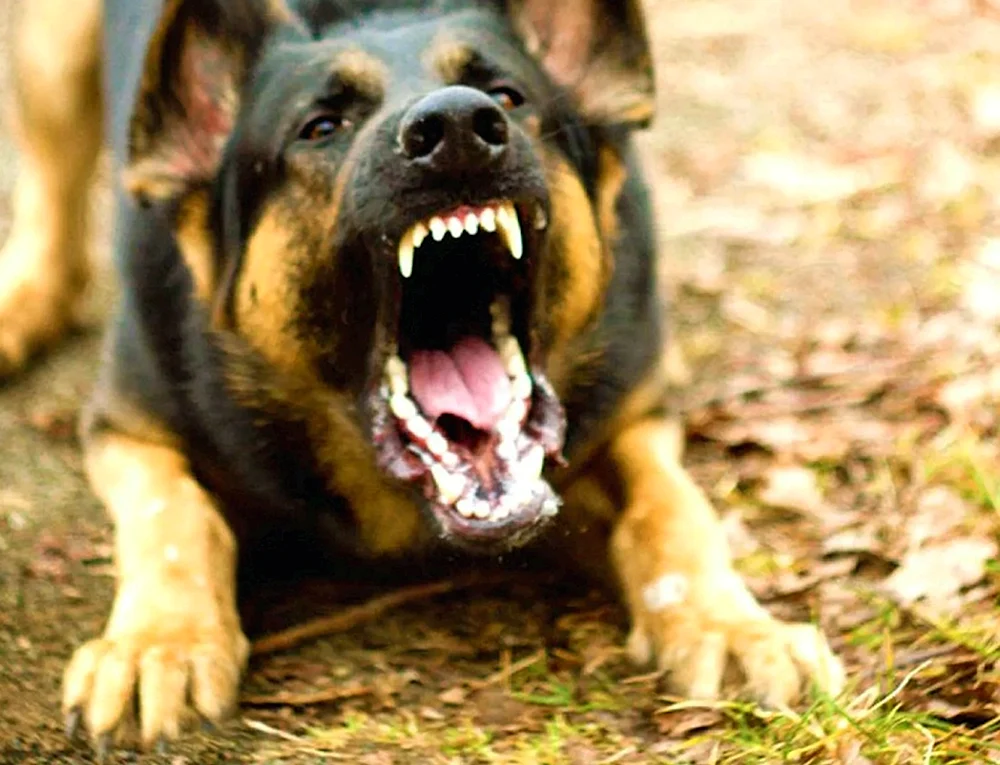 Aggressiver Hund