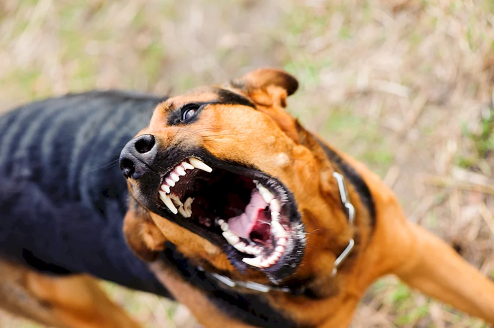 Aggressiver Hund