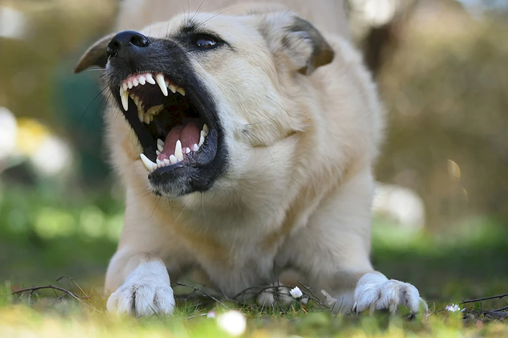 Bellender Hund