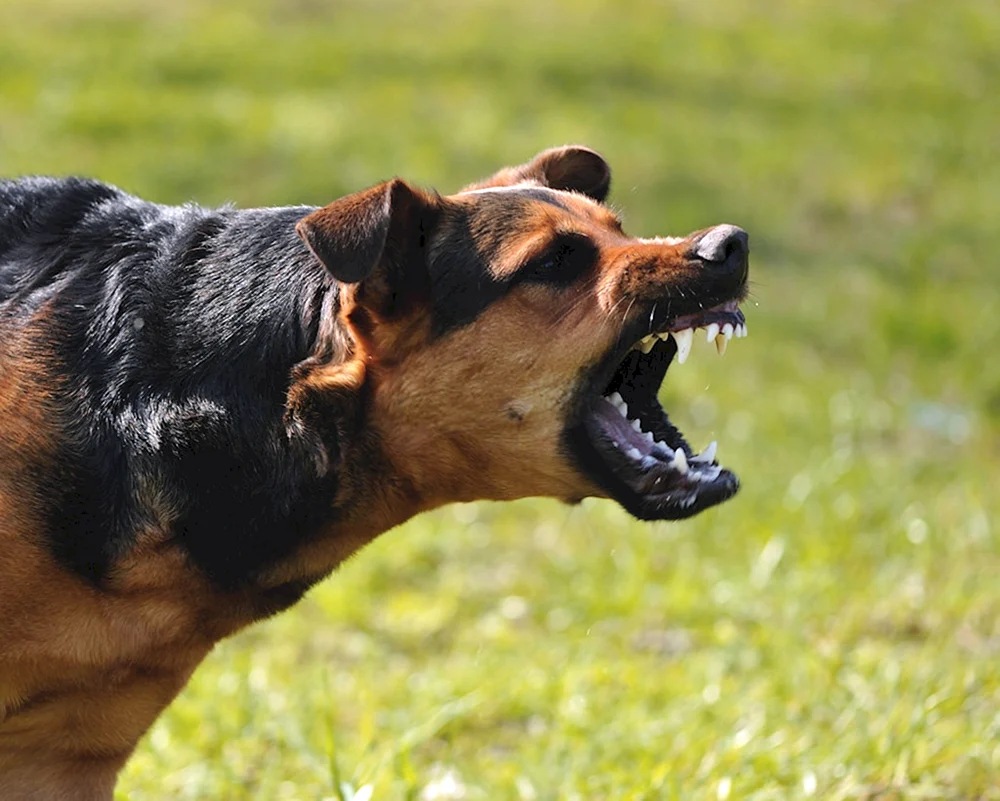 Ein wütender Schäferhund