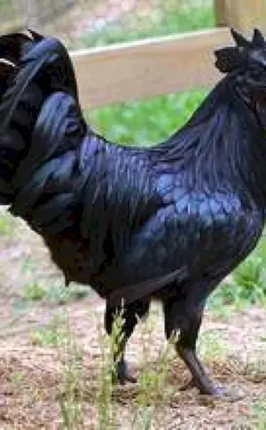 Ayam Tsemani