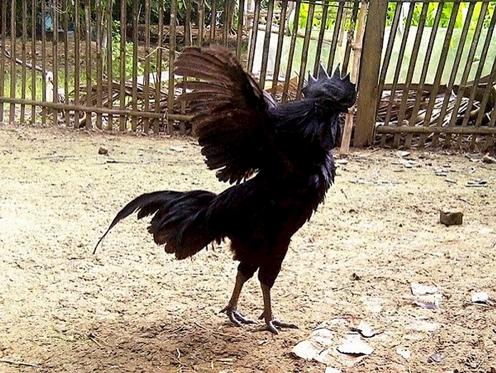 Ayam Tsemani