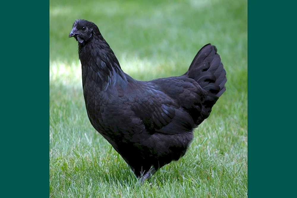 Ayam Tsemani
