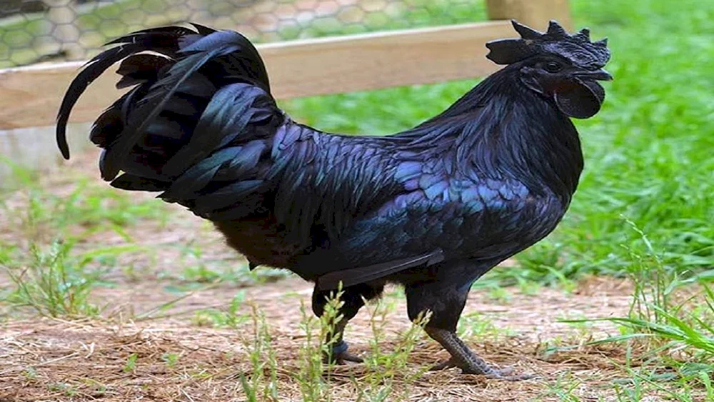 Ayam Tsemani-Hühner