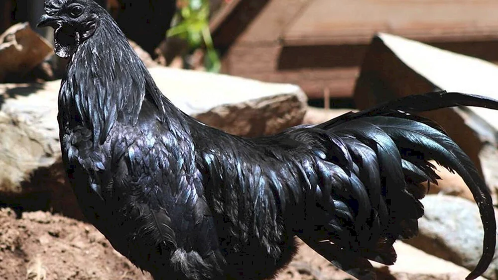 Australorp