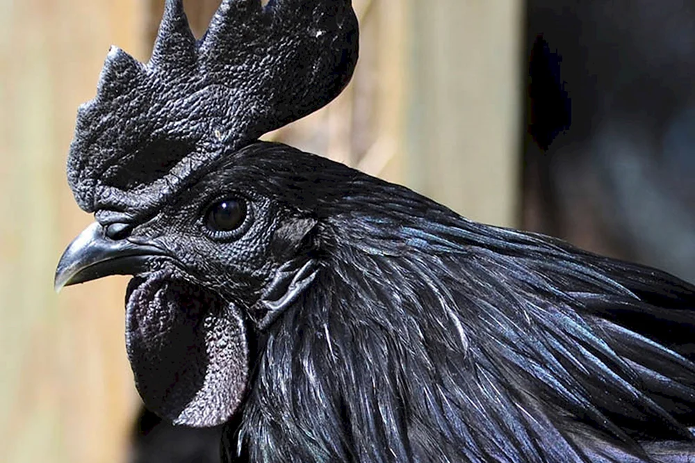 Ayam Cemani