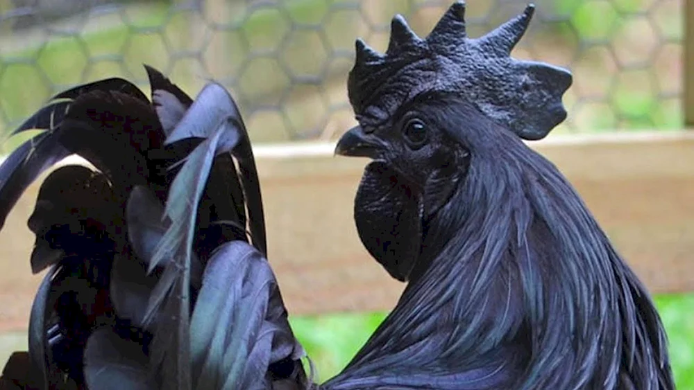 Australorp schwarz
