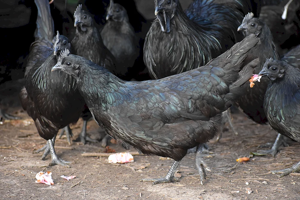 Ayam Cemani Hühner
