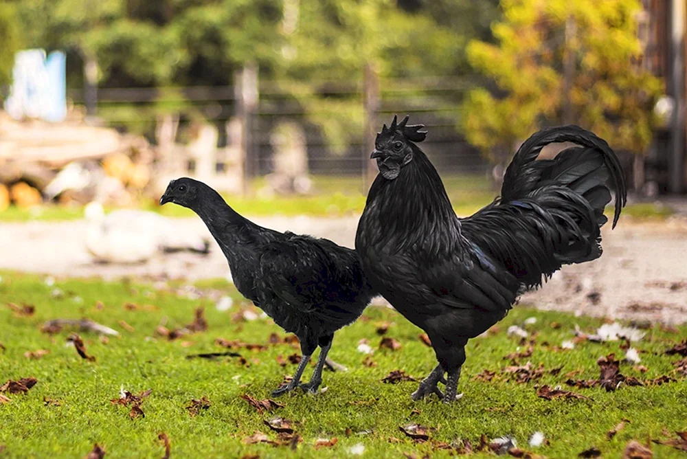 Ayam Tsemani