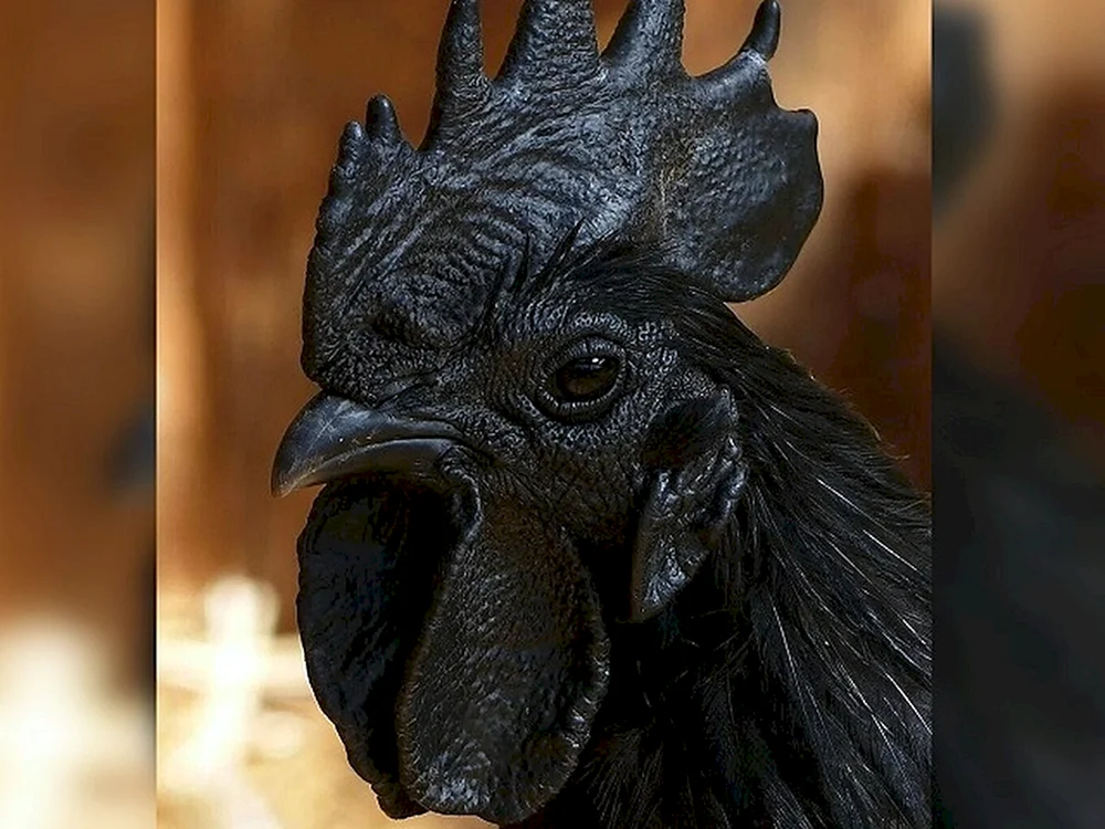Ayam Cemani Rasse
