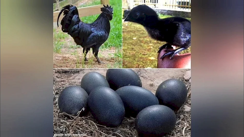 Ayam Cemani Eier