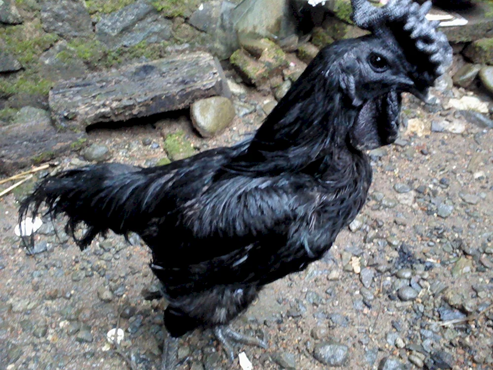 Uheyilui Maran