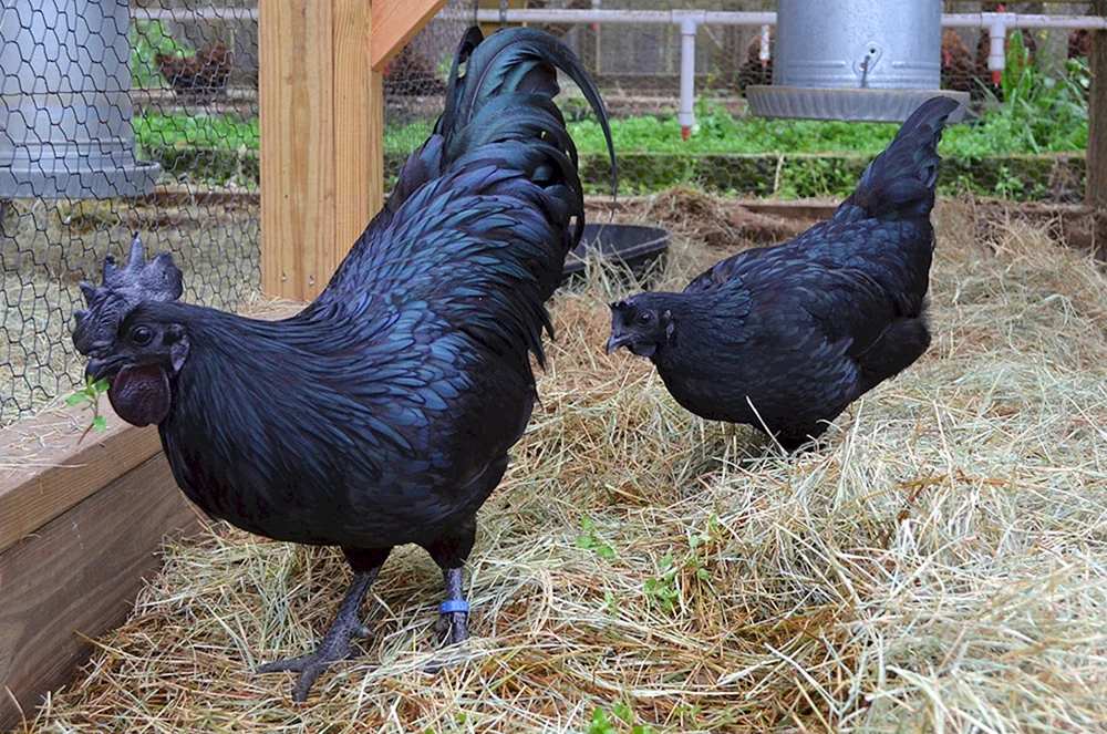 Ayam Tsemani Rasse