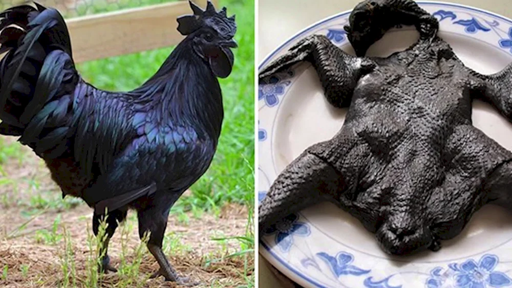 Ayam Tsemani Rasse