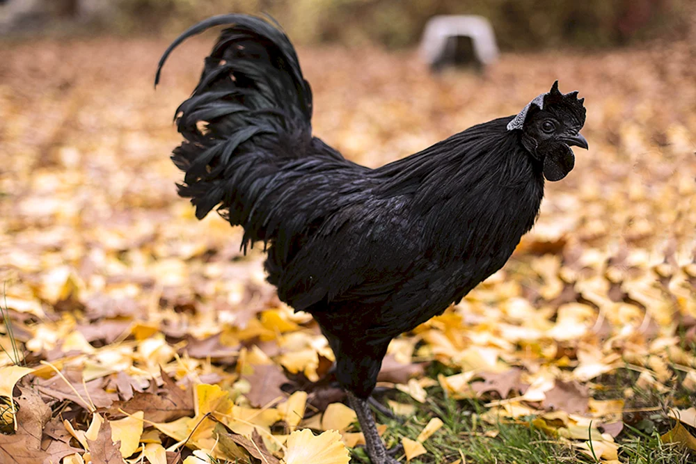 Ayam Cemani