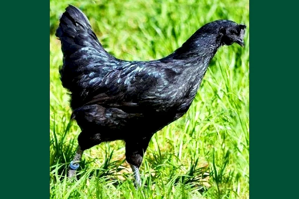 Australorp Brama cochinhin Maran