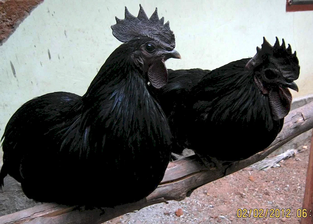 Ayam Cemani Hahn