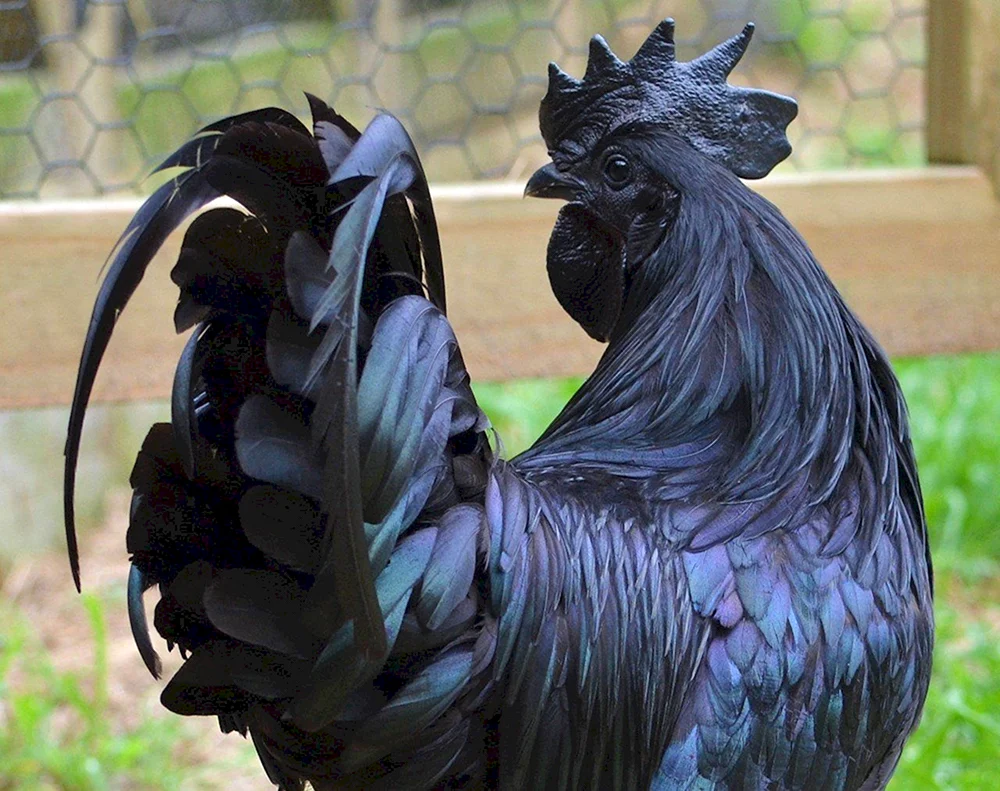 Ayam Tsemani Rasse