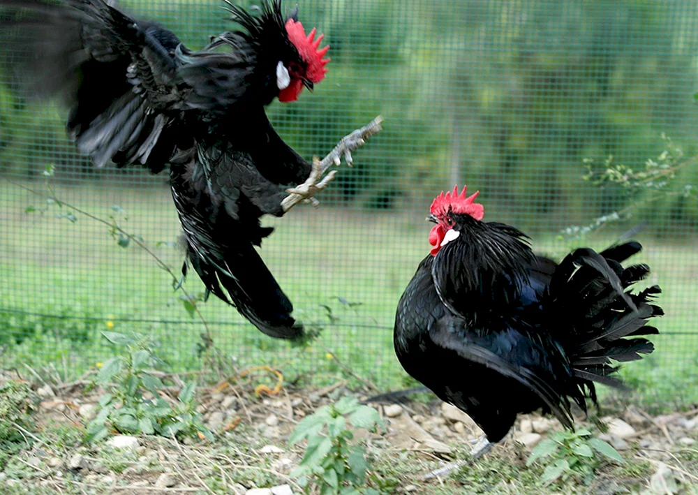 Ayam Tsemani