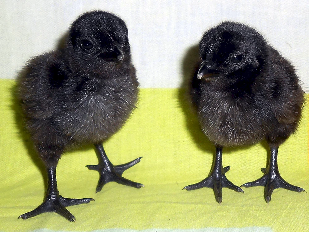 Ayam Cemani Hühner