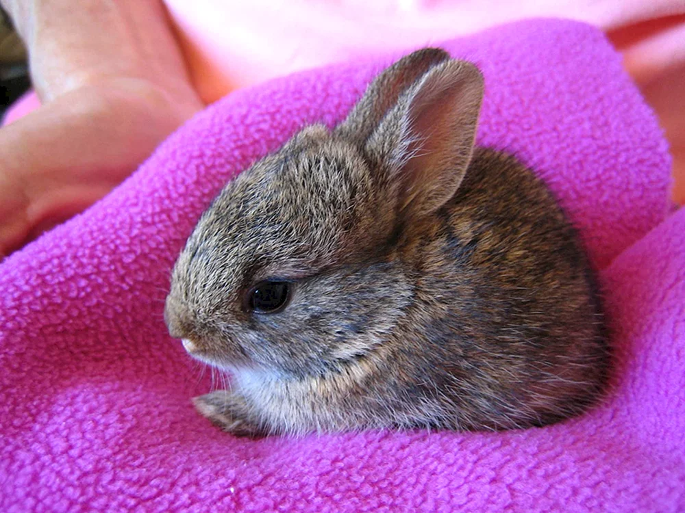 Kaninchen Pigmey