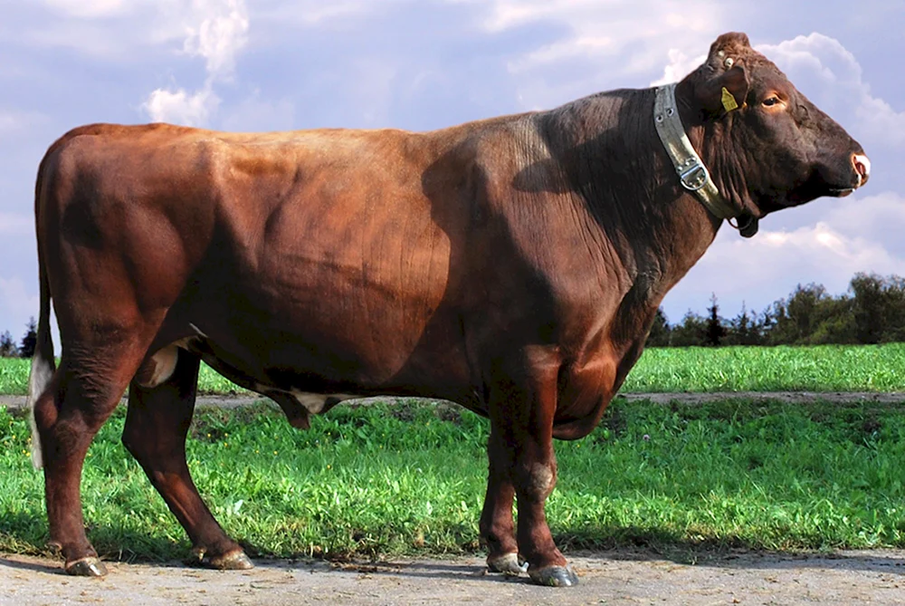 Charolais-Rasse der Bullen