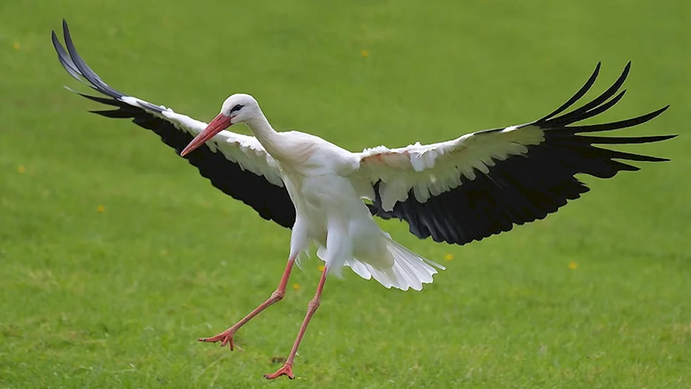 Weißstorch Ciconia Ciconia