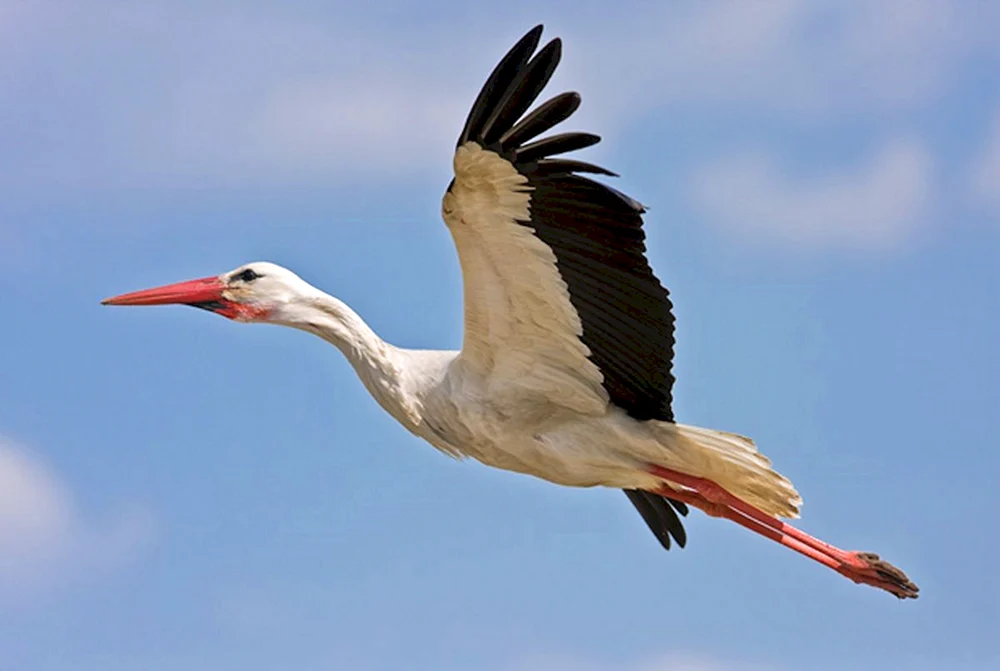 Ein Storch