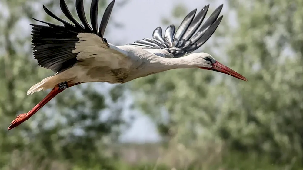 Ein Storch
