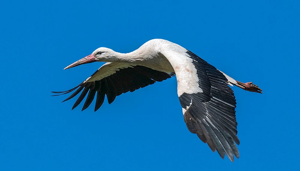 Ein Storch am Himmel